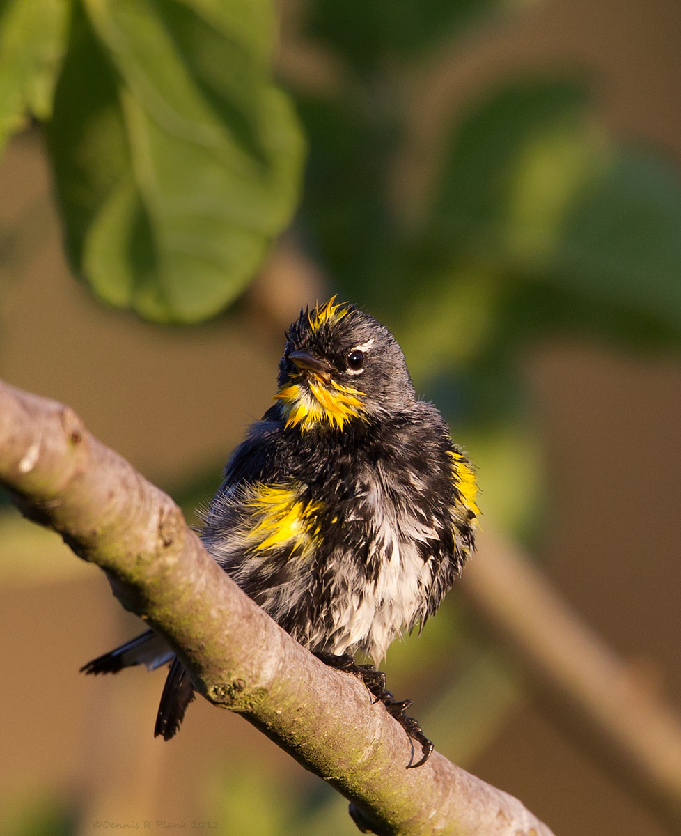Yellow-Rumped Warbler