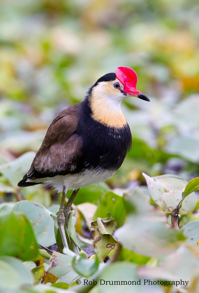Comb-crested Jacana