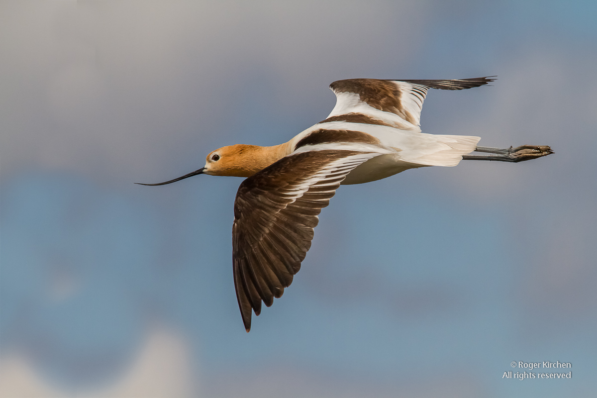 Gliding Avocet