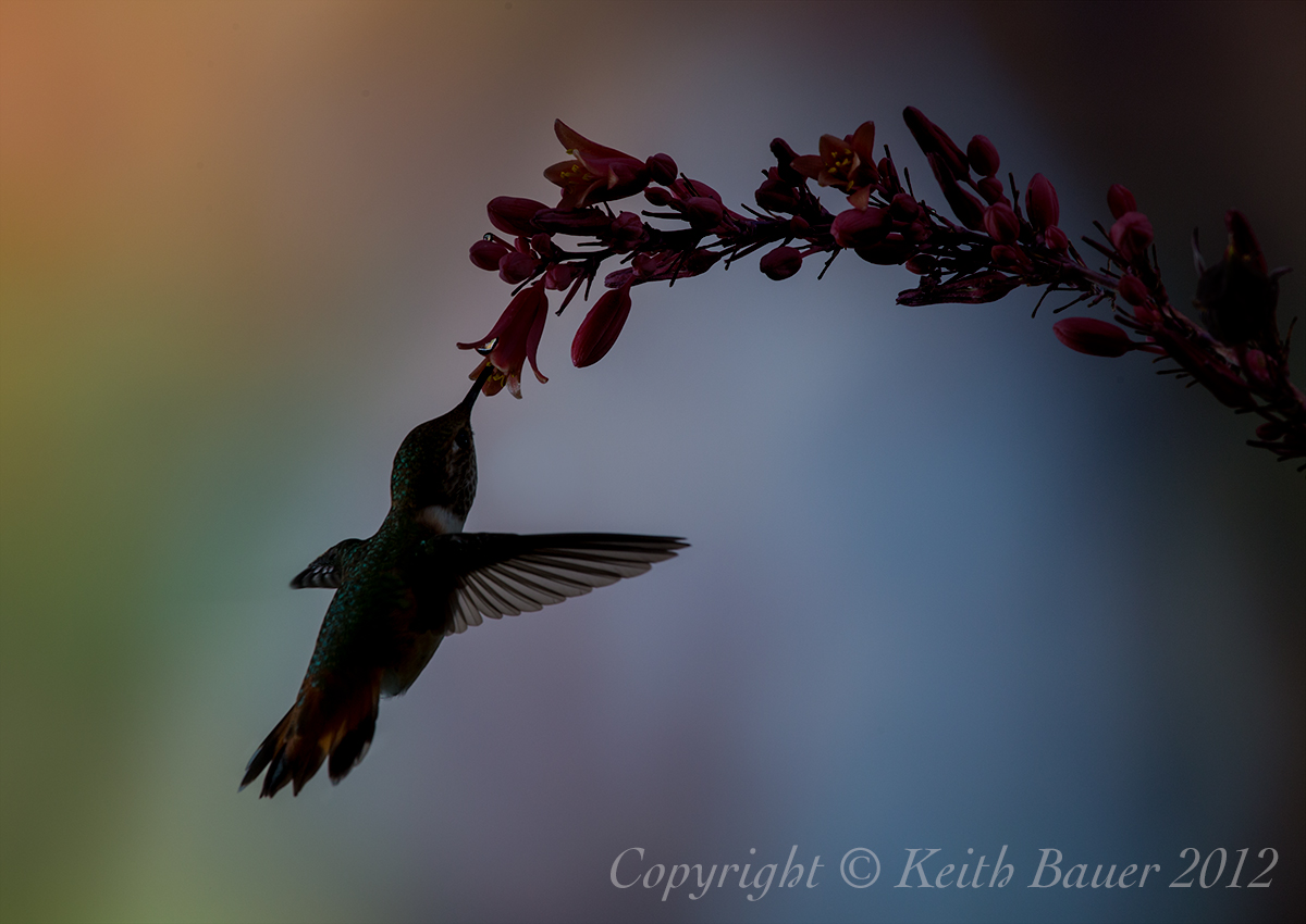 Hummer Silhouette Part 2