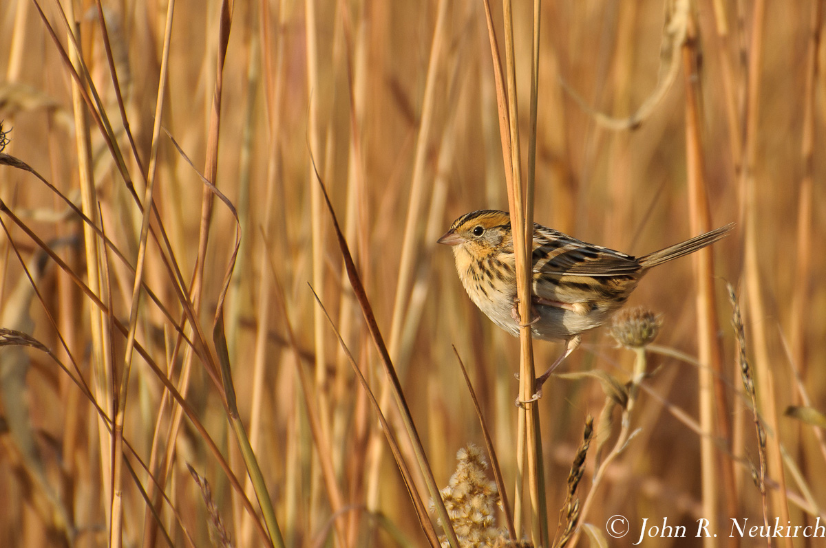 Clay-colored Sparrow