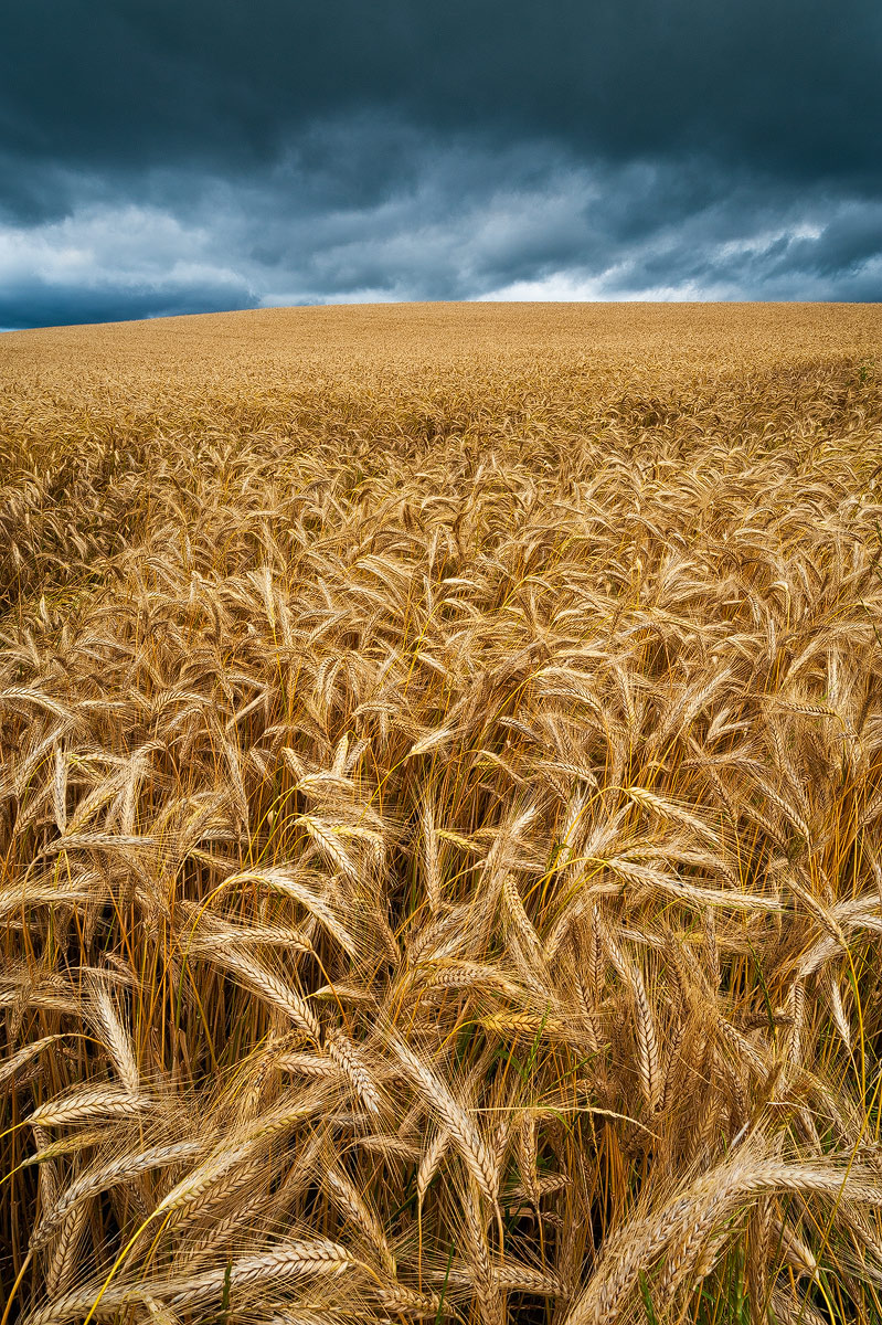Sea Of Grain