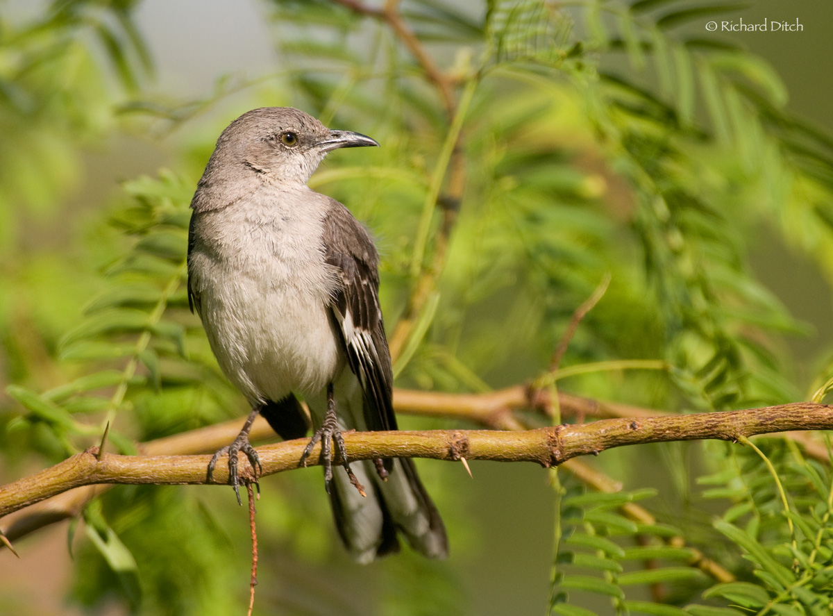 Northern Mockingbird