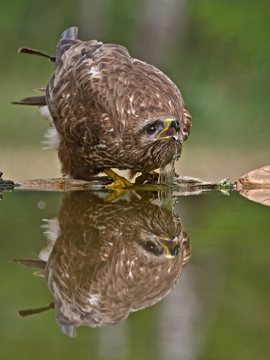 Drinking Buzzard