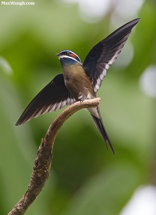 Whiskered Treeswift