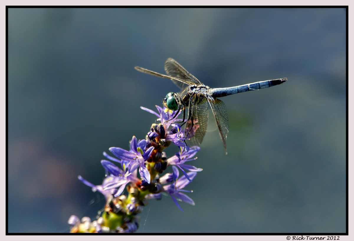 Blue Beauty