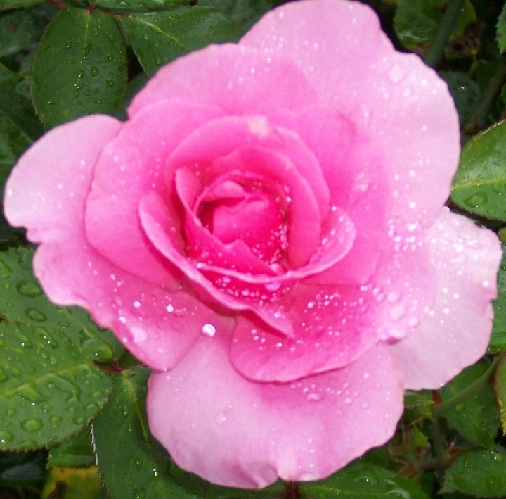 Rain kissed Rose