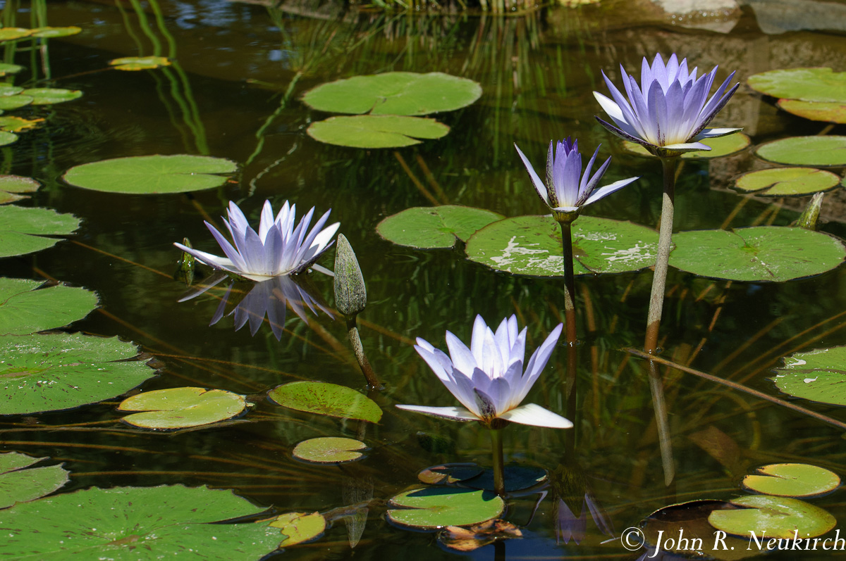 Lotus blossoms