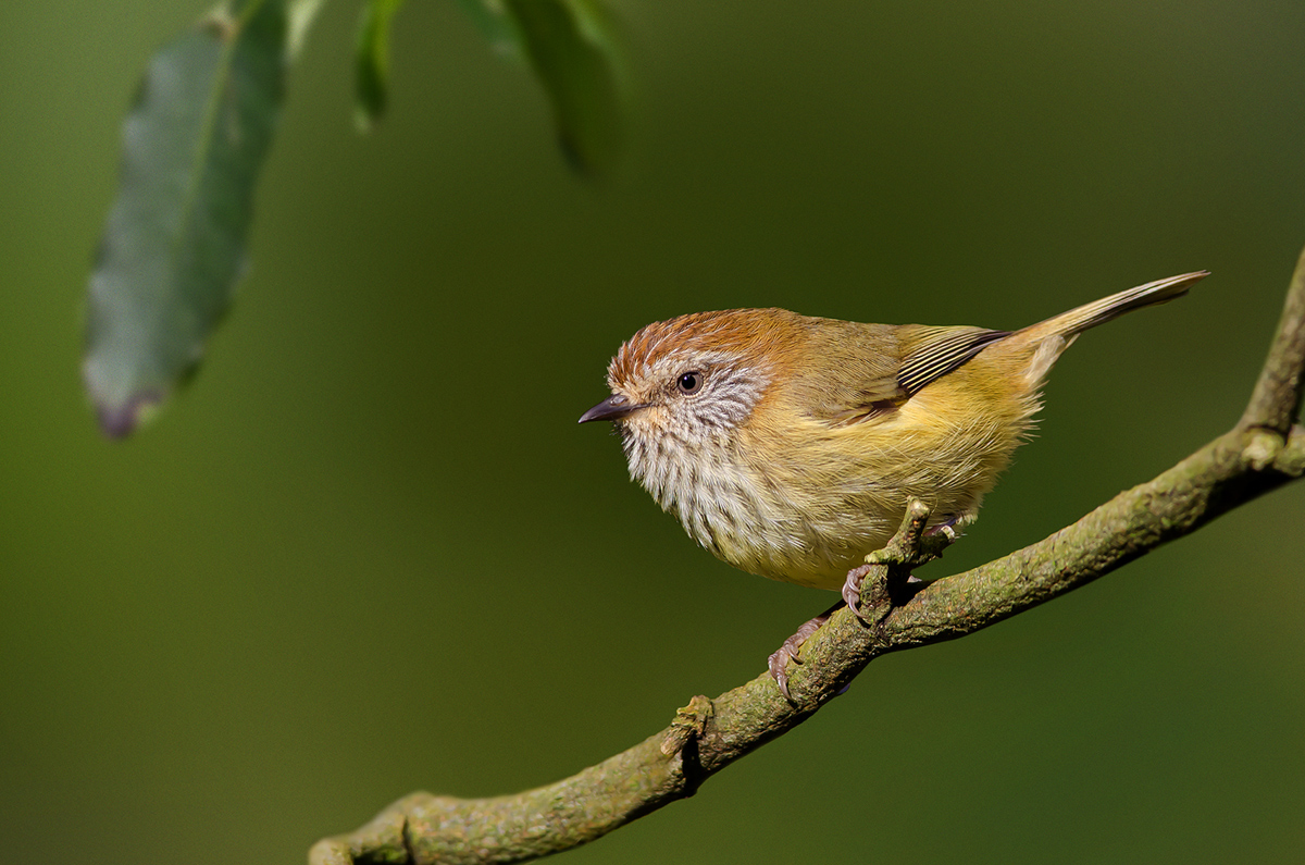 Striated Thornbill