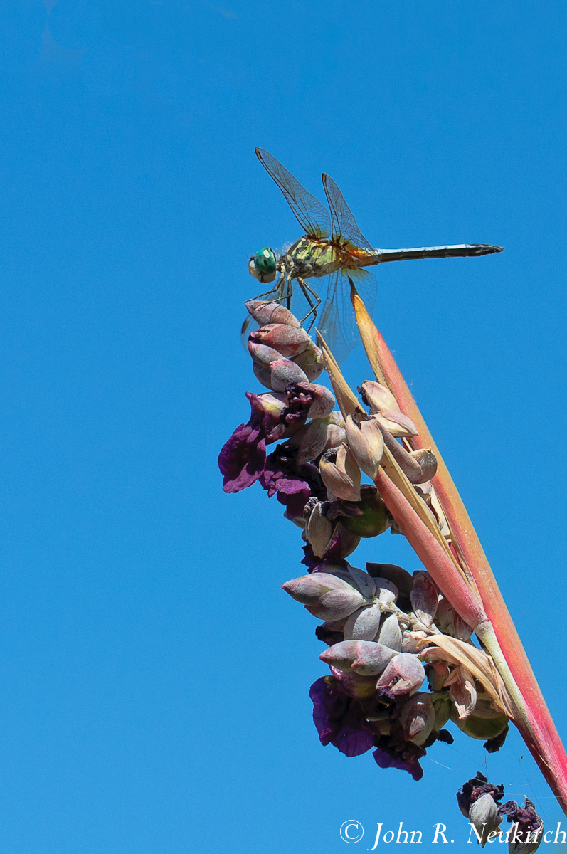 Blue dasher