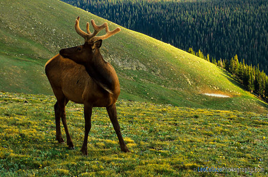 Young Bull Elk