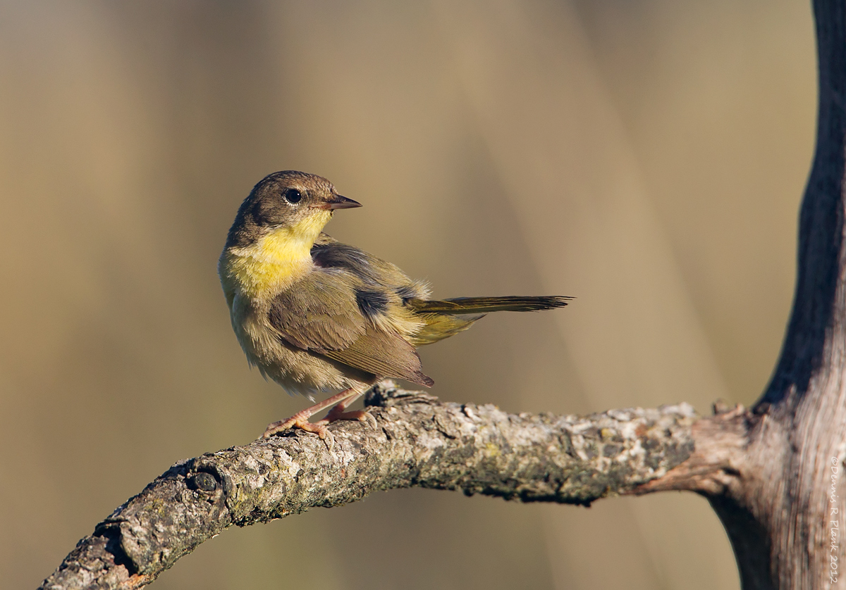 Common Yellowthroat