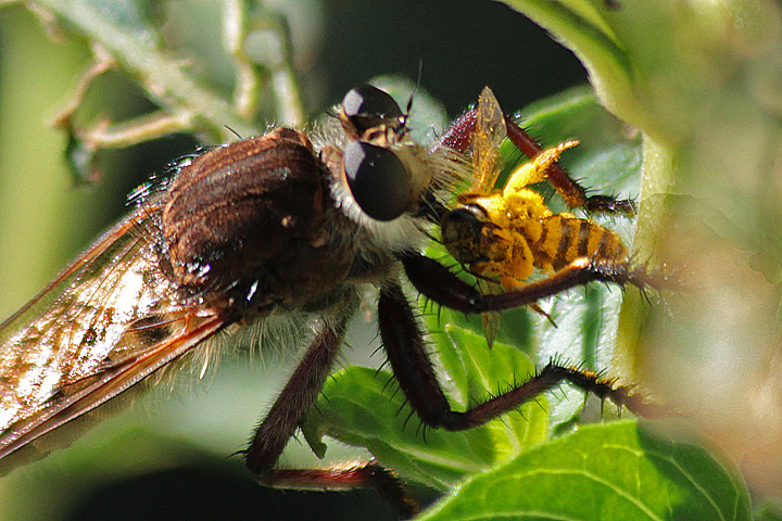 Robber Fly with prey