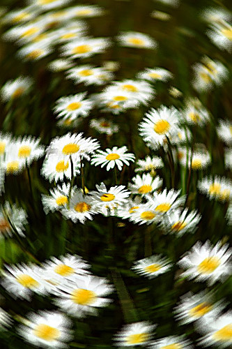 Tornado Though A Field Of Daisies