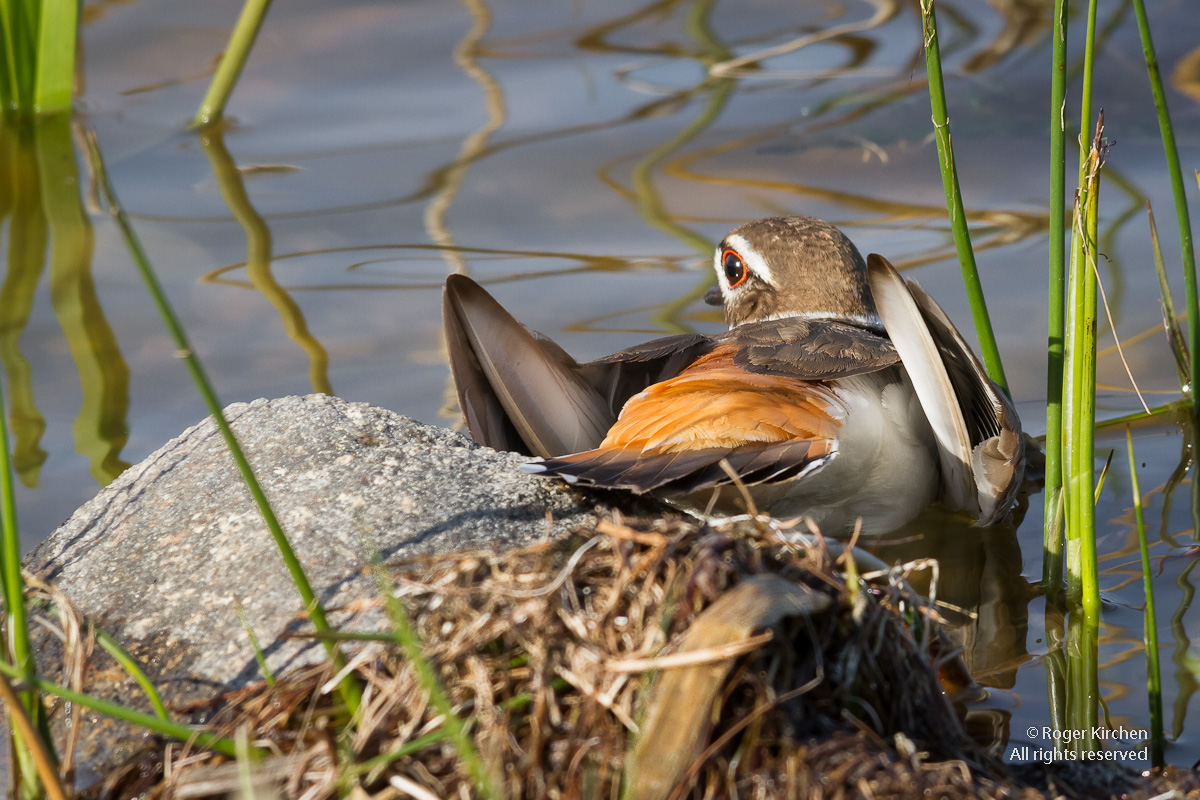 Acting Killdeer