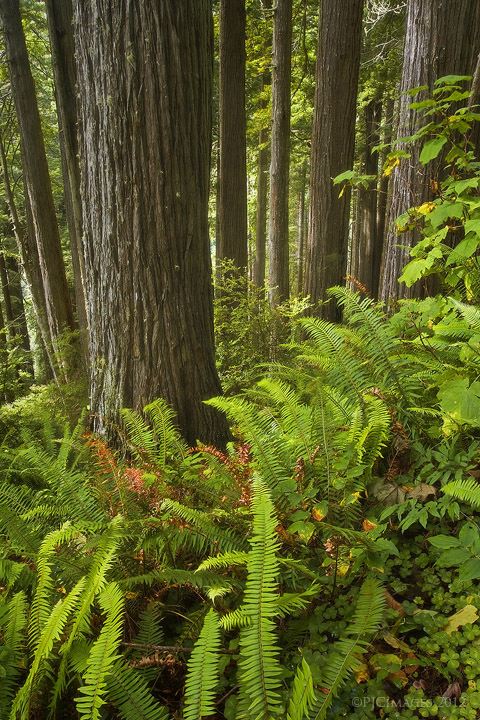 Traveling through endor 