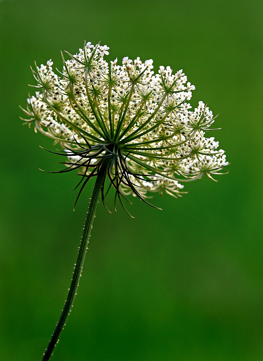 Queen Anne's Lace