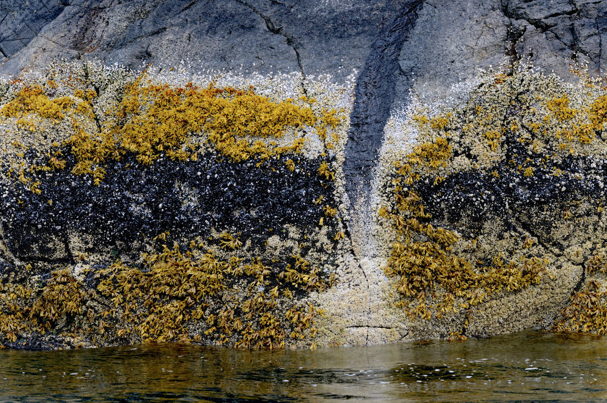 tidal bands on basalt