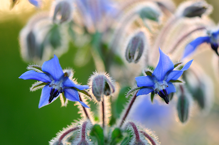 Borage