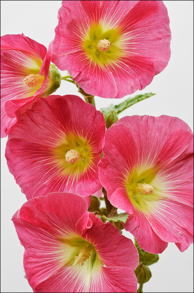 Hollyhock series #3