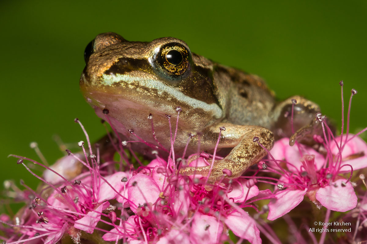 Frog Princess
