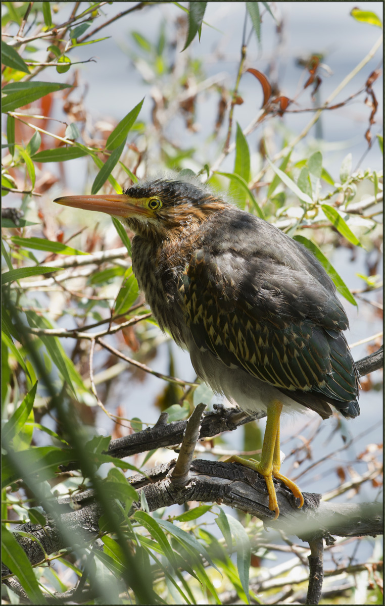 Green Heron Chick