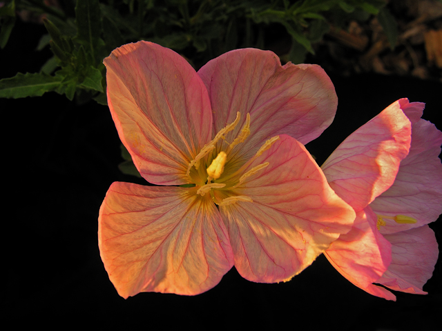 Evening Primrose