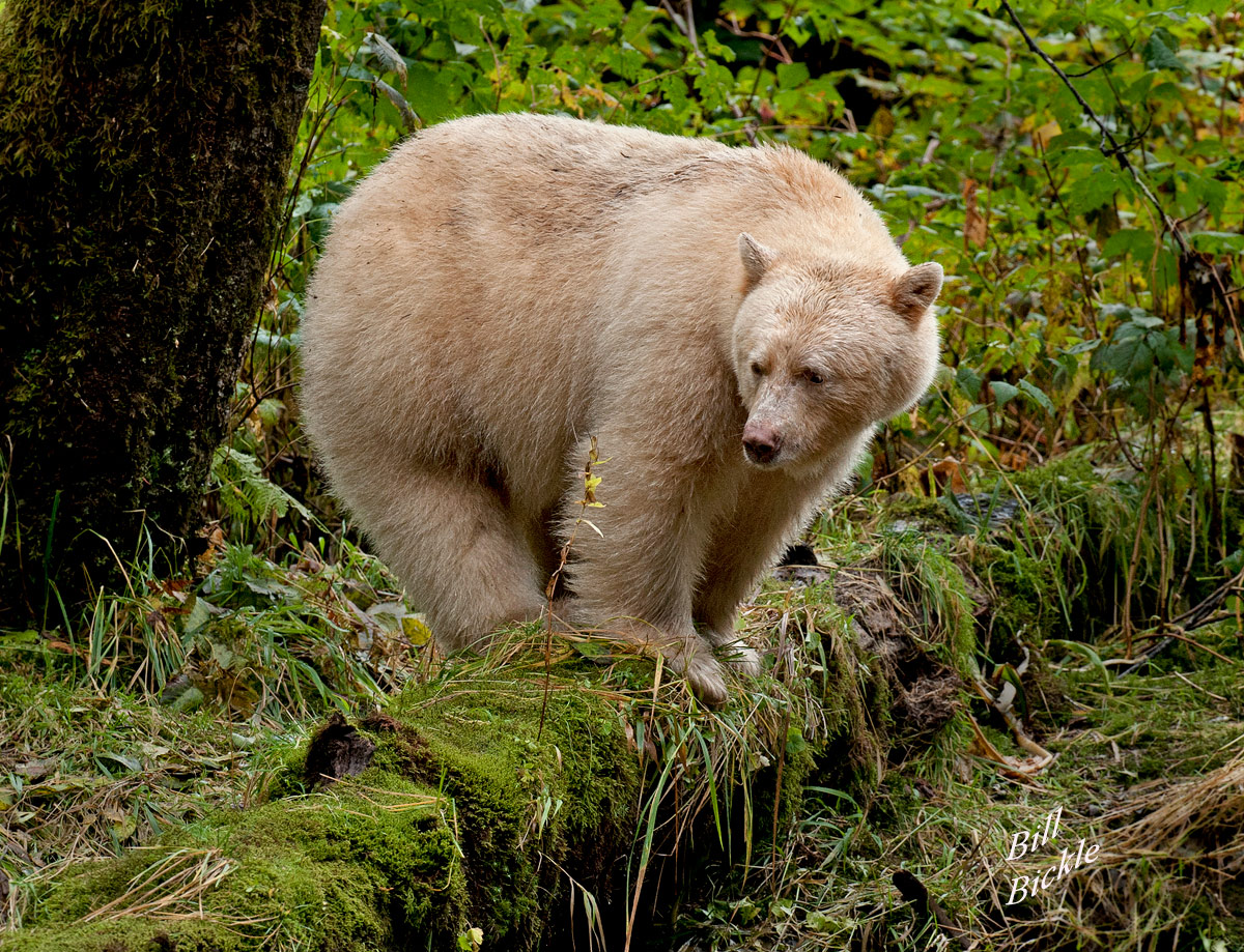 Kermode Bear