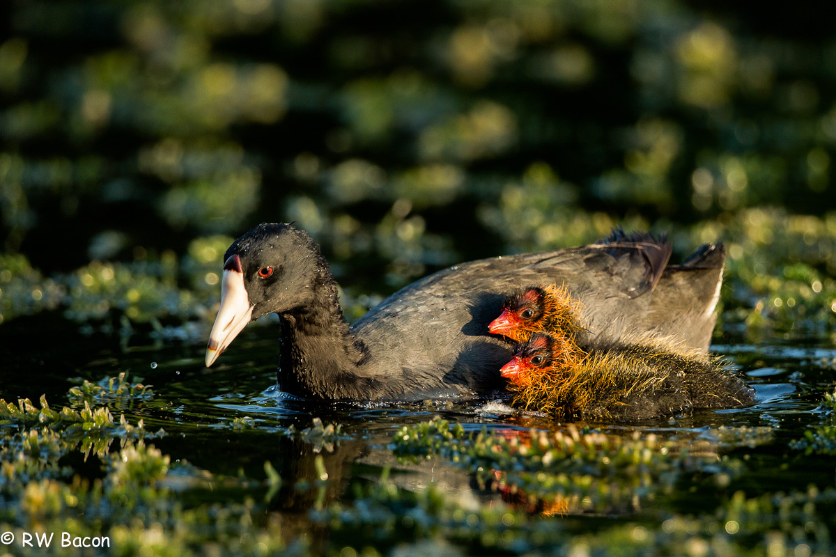 Coot Kids