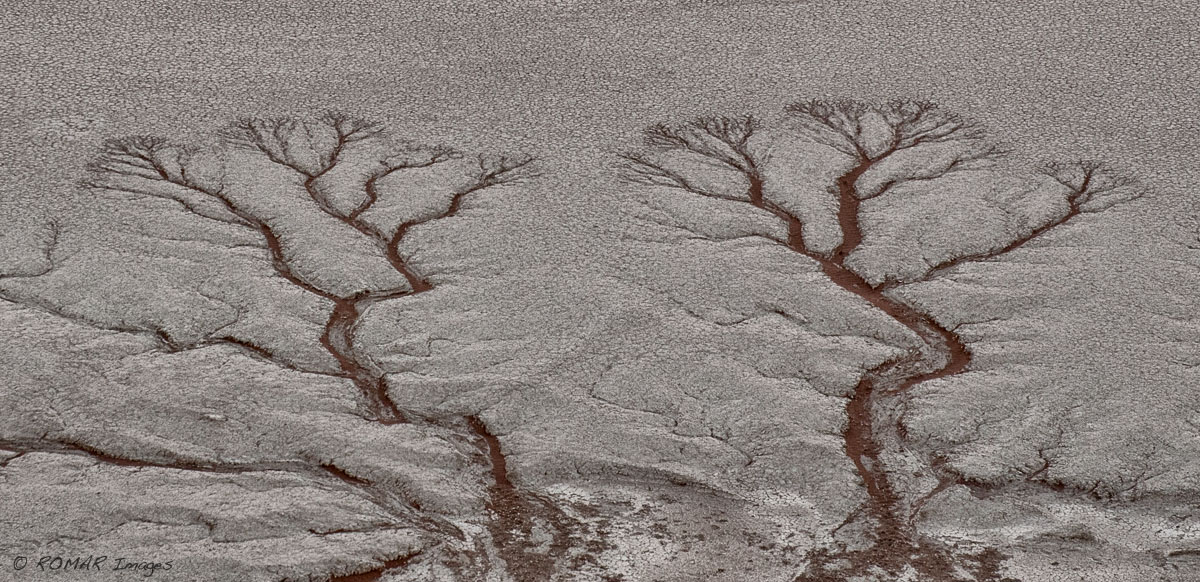 Waterless Trees