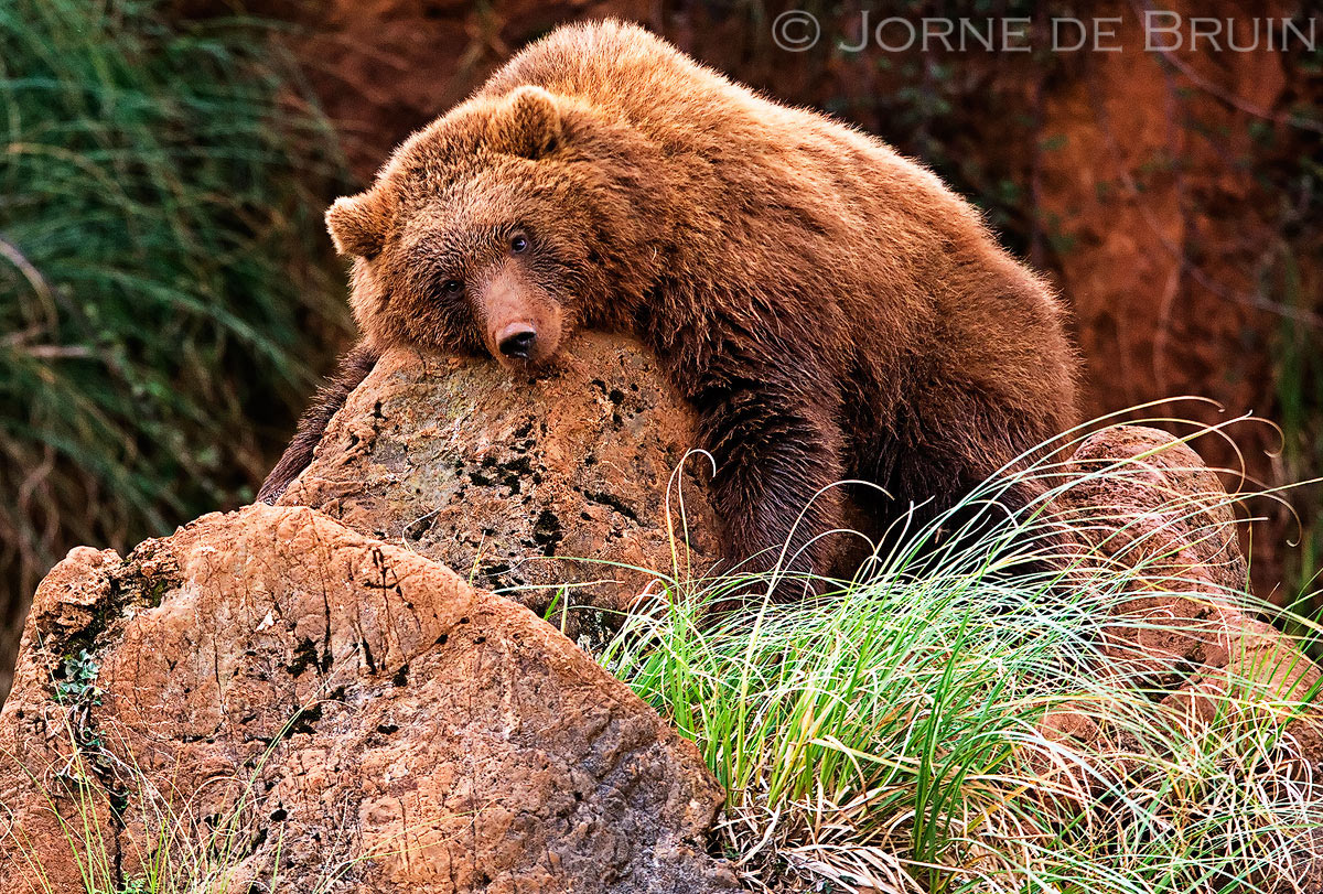 (c) I love this Rock!+repost