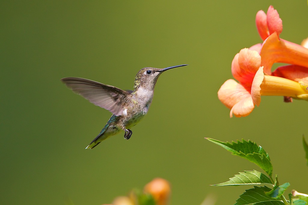 Ruby-throated female