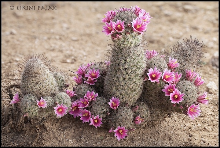 Pincushions