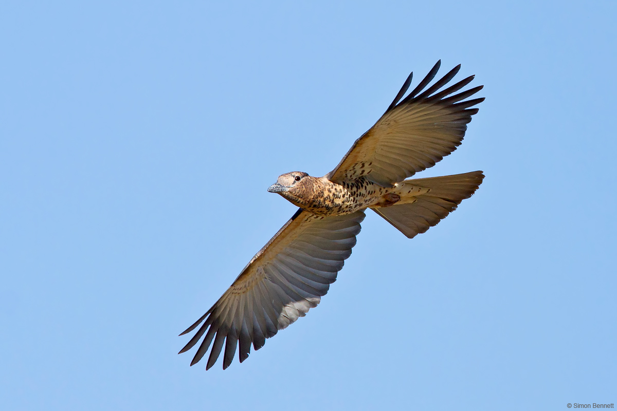 Cuckoo Roller