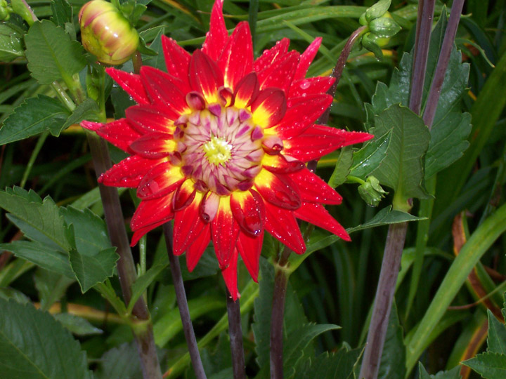 Red and yellow