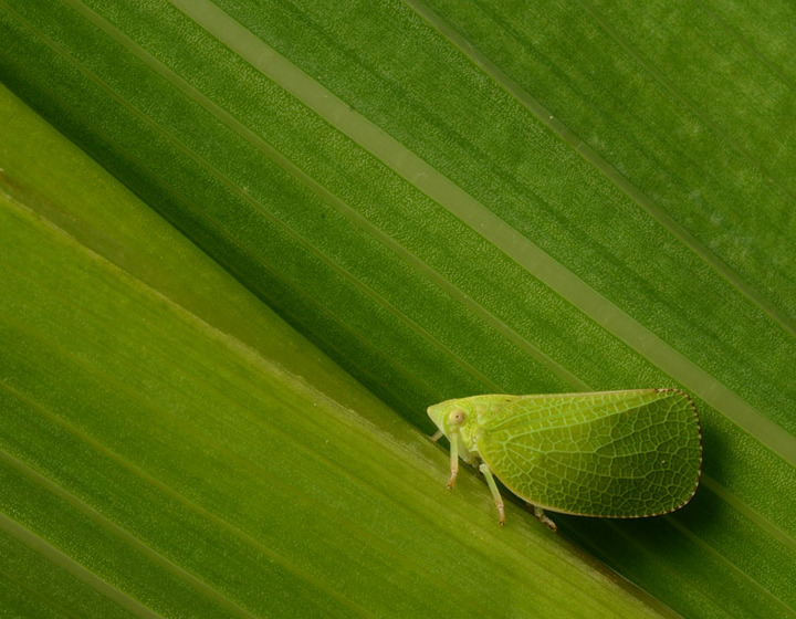 Leaf hopper