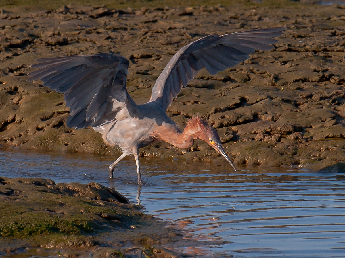 Reddish Egret.