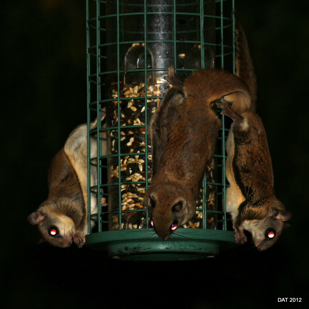 Flying Squirrels
