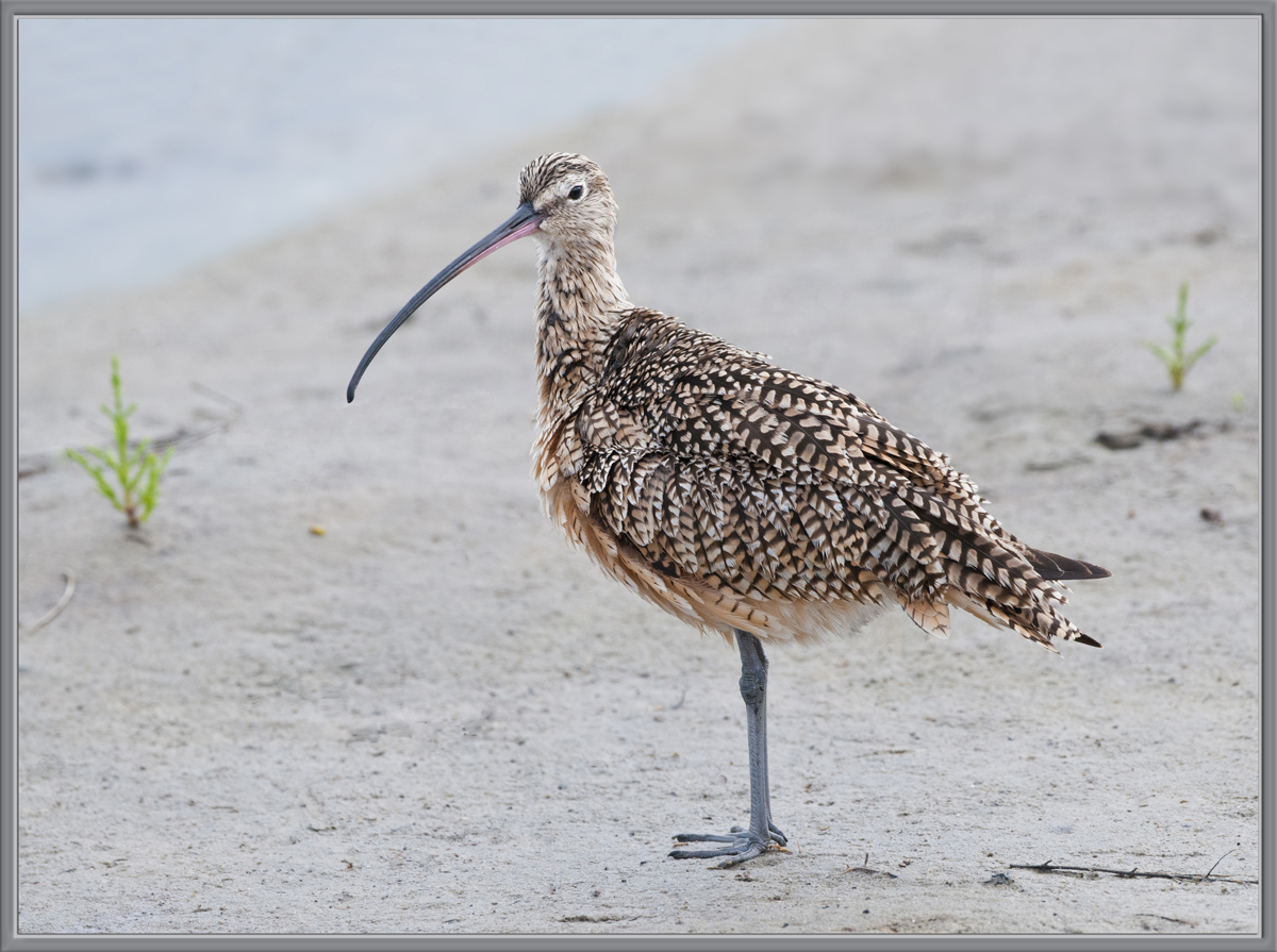 Long-Billed Curlew