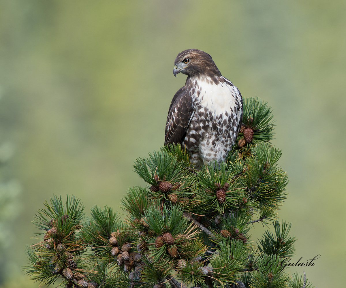 Red-tailed Hawk