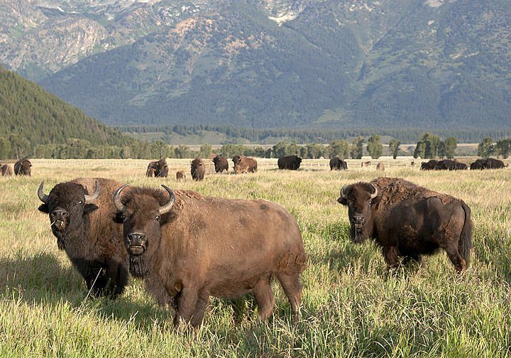 Bison X 3