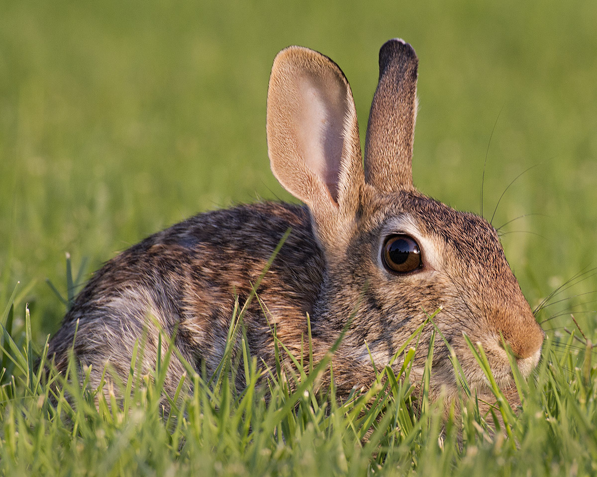 Cottontail