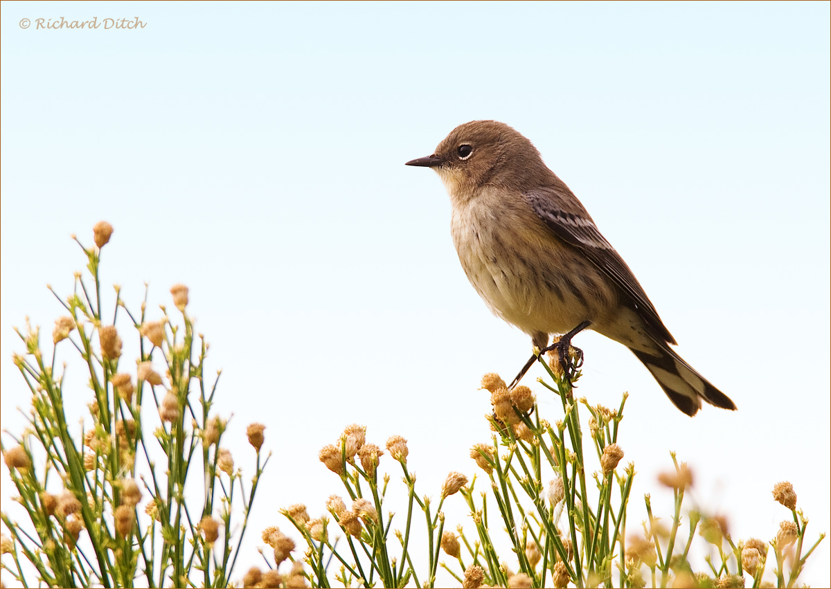 Yellow-rumped Warbler