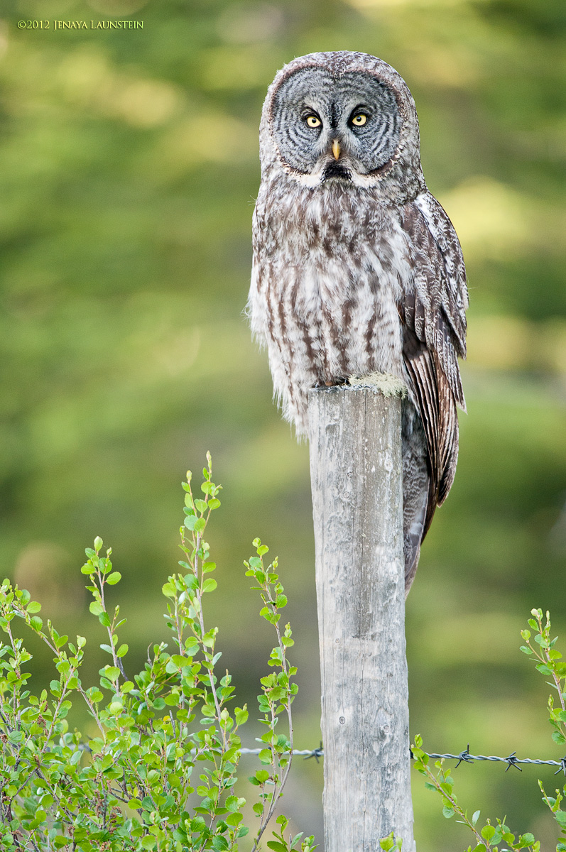 Wise Owl