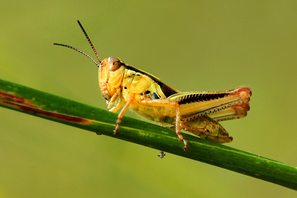 Meadow grasshopper