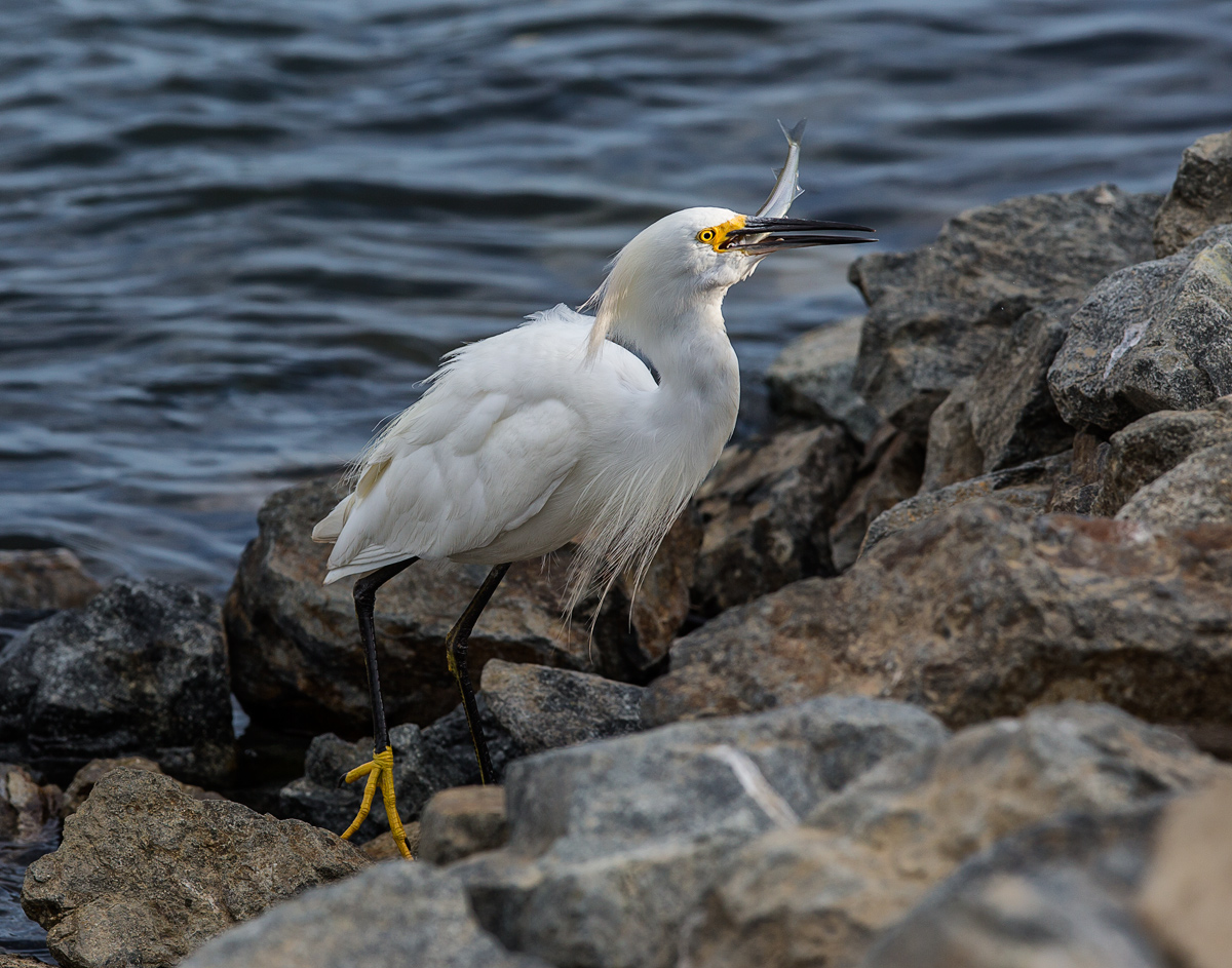 Successful Fisherman