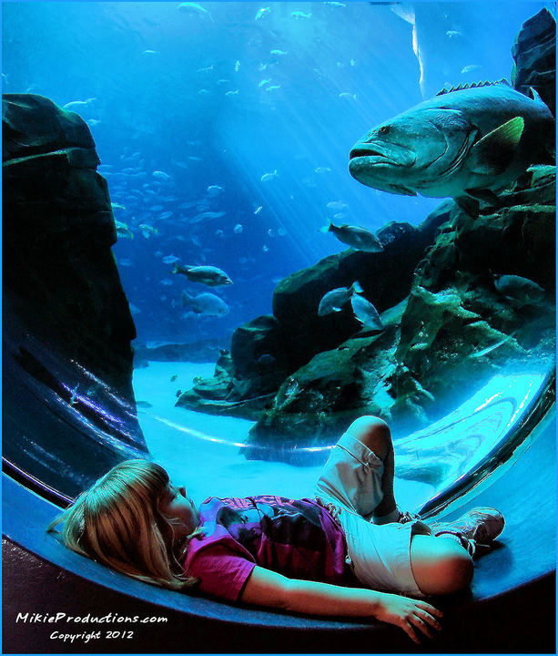 Katie and the Grouper