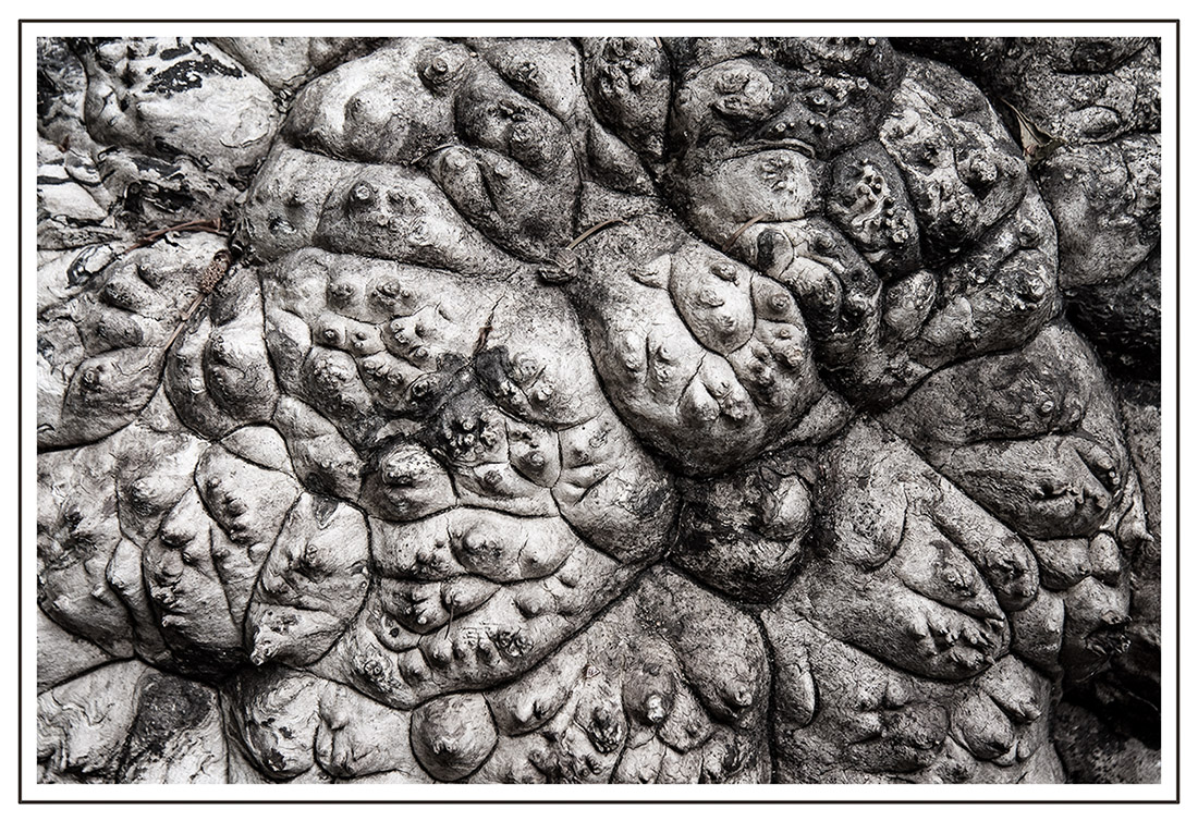 WC-547 Bark
