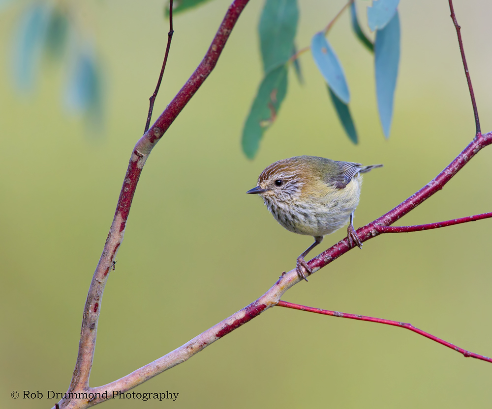 Striated Thornbill