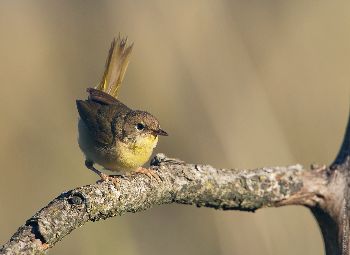 Common Yellowthroat